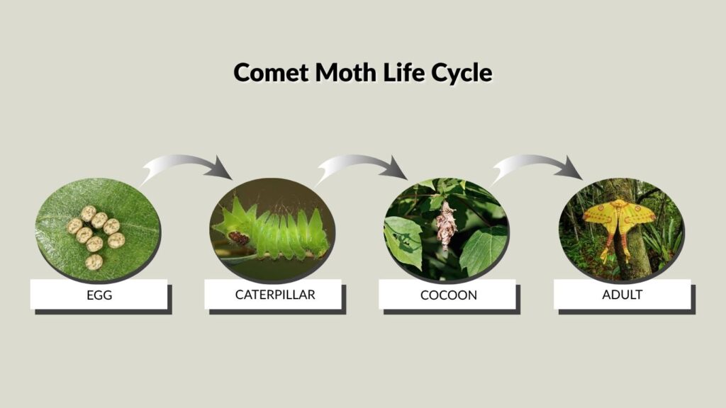 Comet Moth Life Cycle