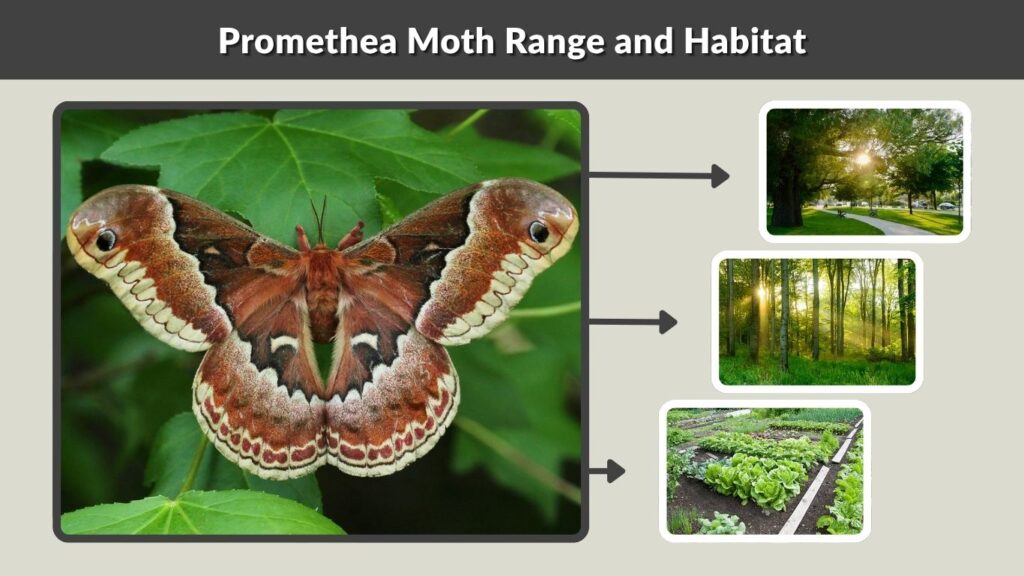 Promethea Moth Range and Habitat