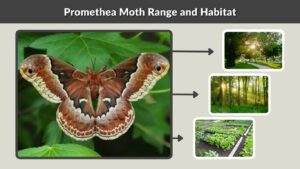 Promethea Moth: Identification, Life Cycle, Diet and Facts