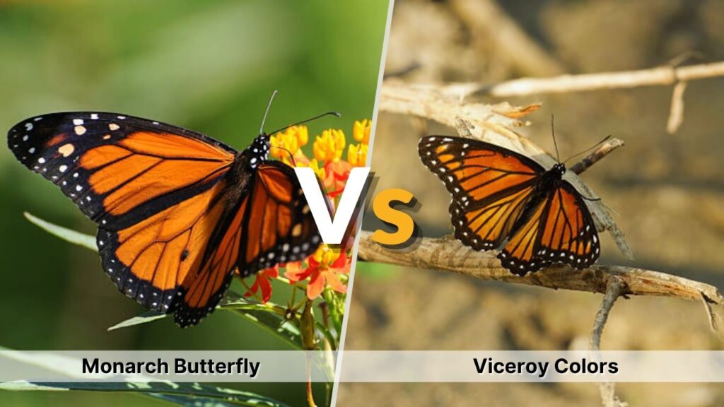 Monarch Butterfly vs. Viceroy Colors