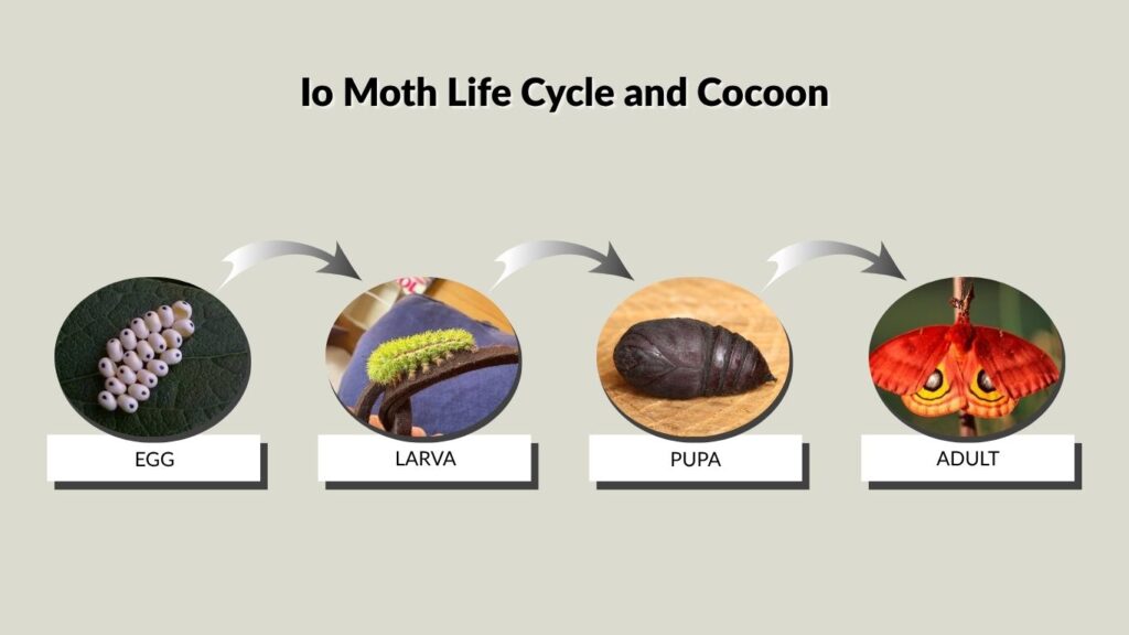 Io Moth Life Cycle and Cocoon
