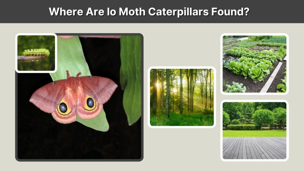 Where Are Io Moth Caterpillars Found?