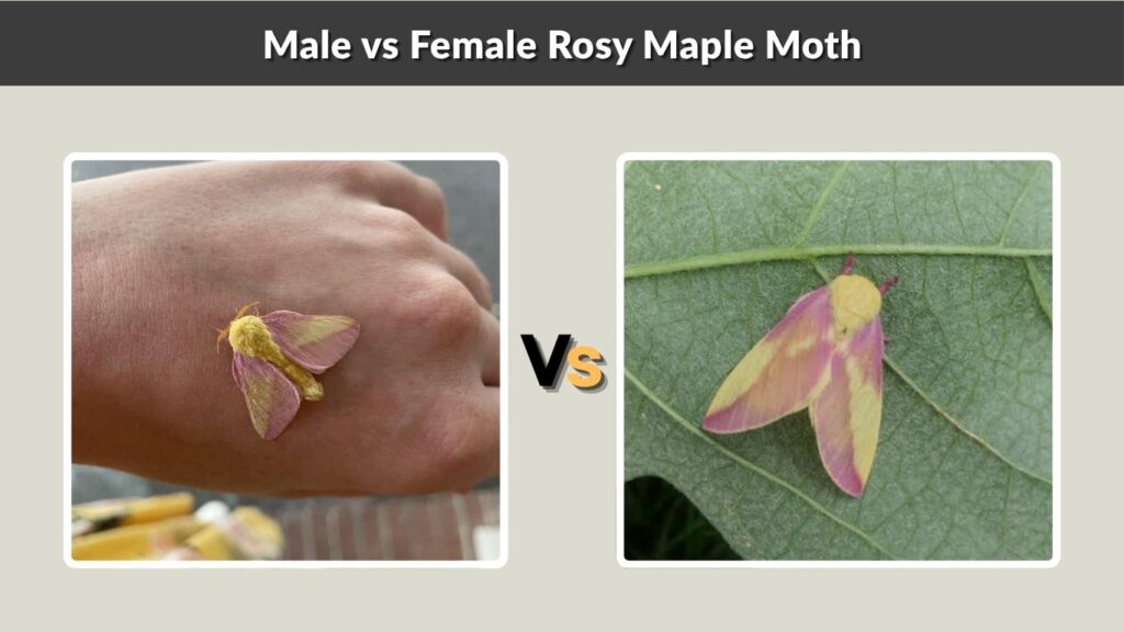 Male vs Female Rosy Maple Moth