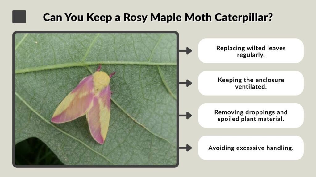 Can You Keep a Rosy Maple Moth Caterpillar?
