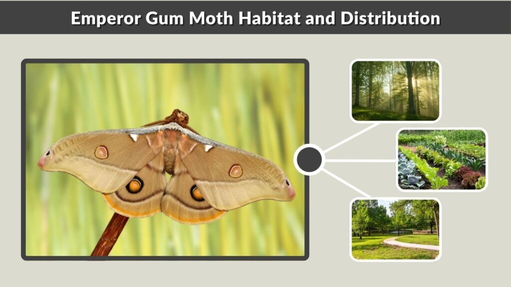 Emperor Gum Moth Habitat and Distribution