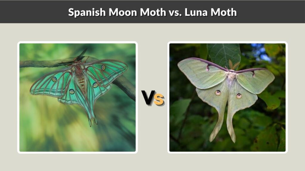 Spanish Moon Moth vs. Luna Moth