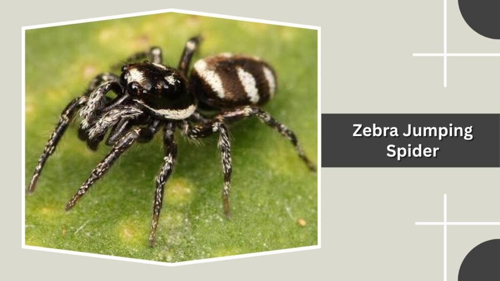 Zebra Jumping Spider