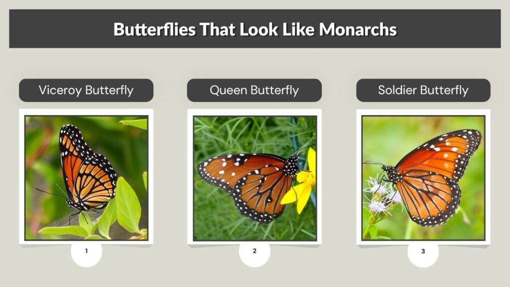 Butterflies That Look Like Monarchs