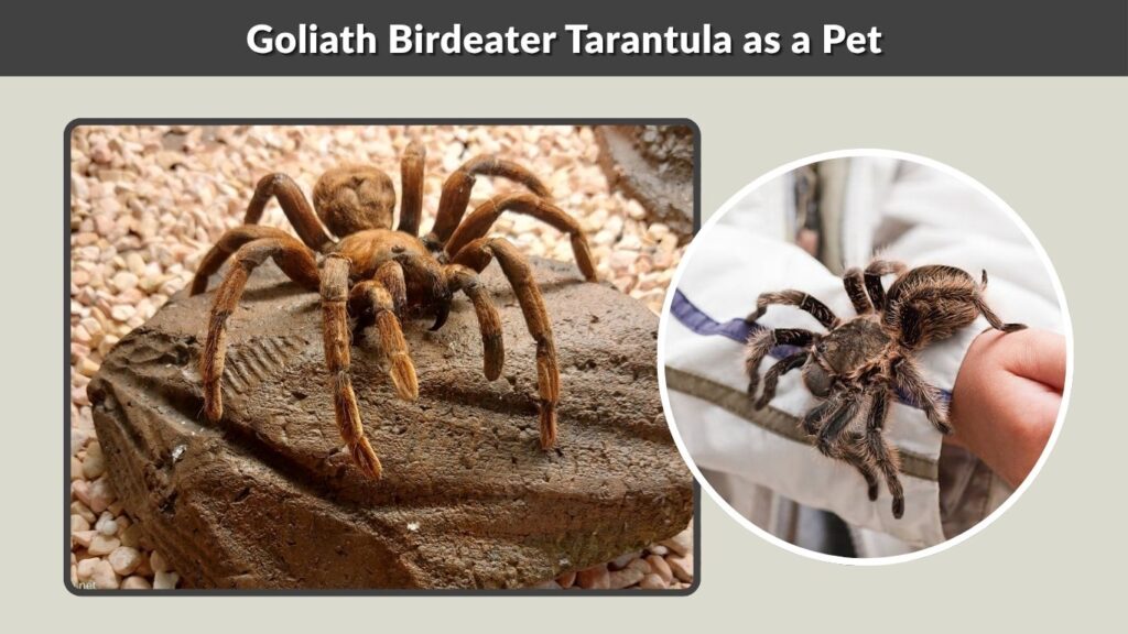 Goliath Birdeater Tarantula as a Pet