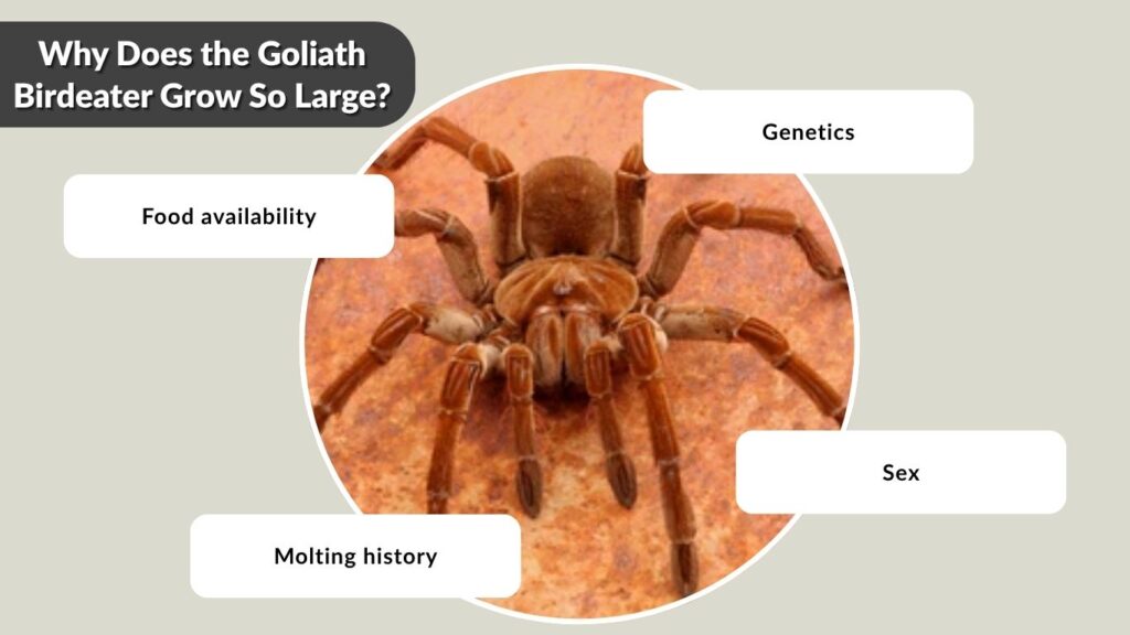 Why Does the Goliath Birdeater Grow So Large?
