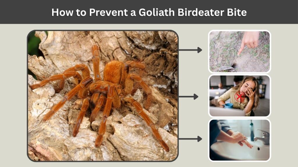 How to Prevent a Goliath Birdeater Bite