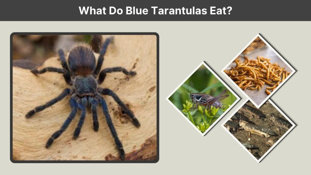 What Do Blue Tarantulas Eat?