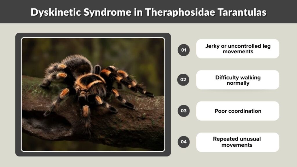 Dyskinetic Syndrome in Theraphosidae Tarantulas