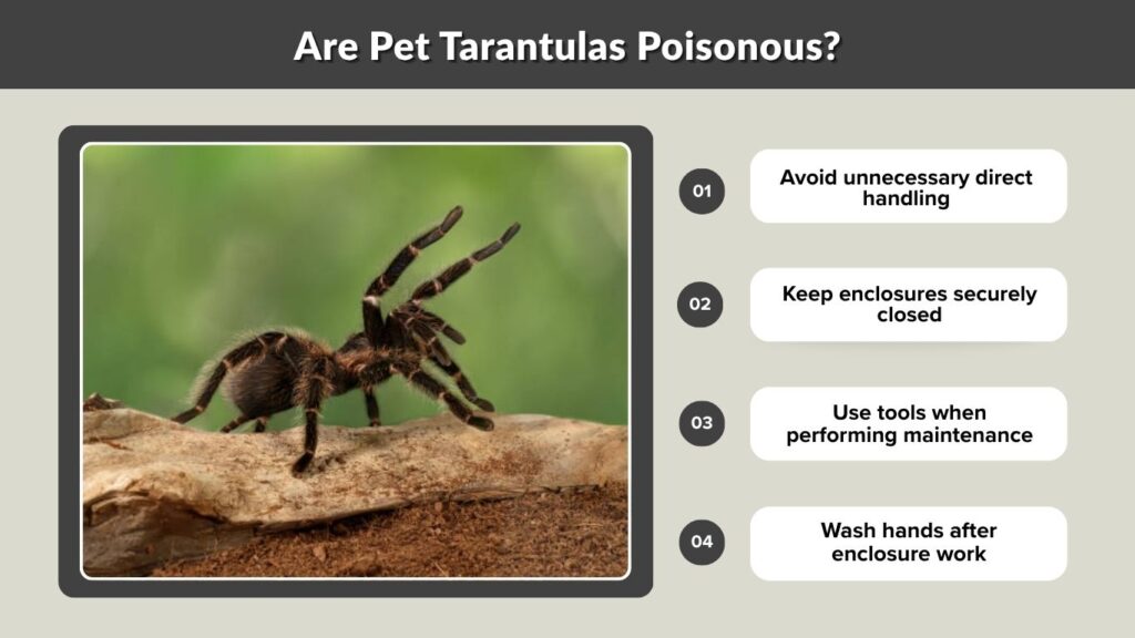 Are Pet Tarantulas Poisonous?