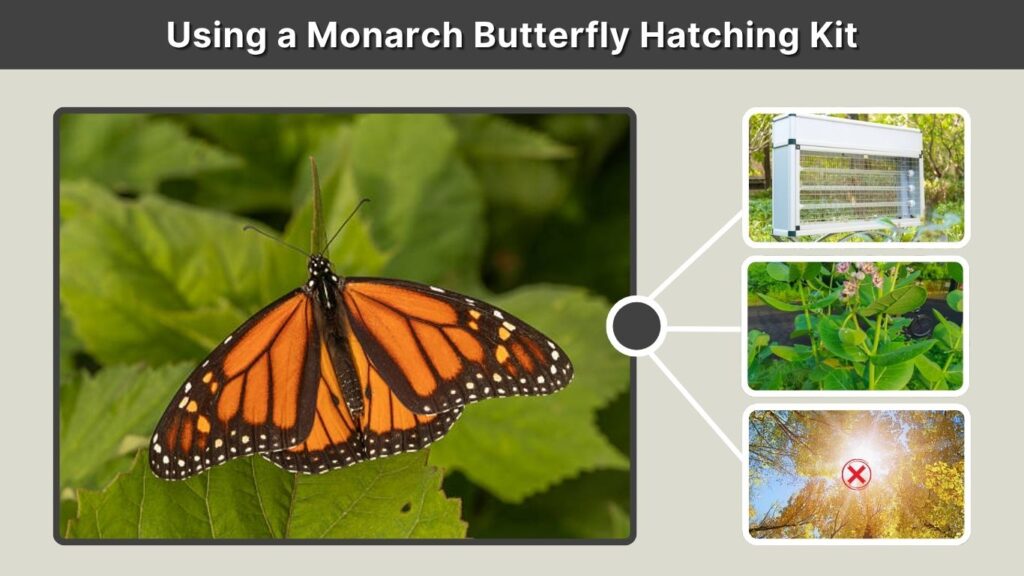 Using a Monarch Butterfly Hatching Kit