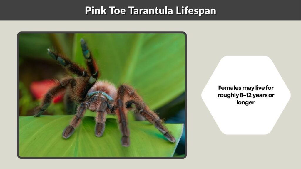 Pink Toe Tarantula Lifespan