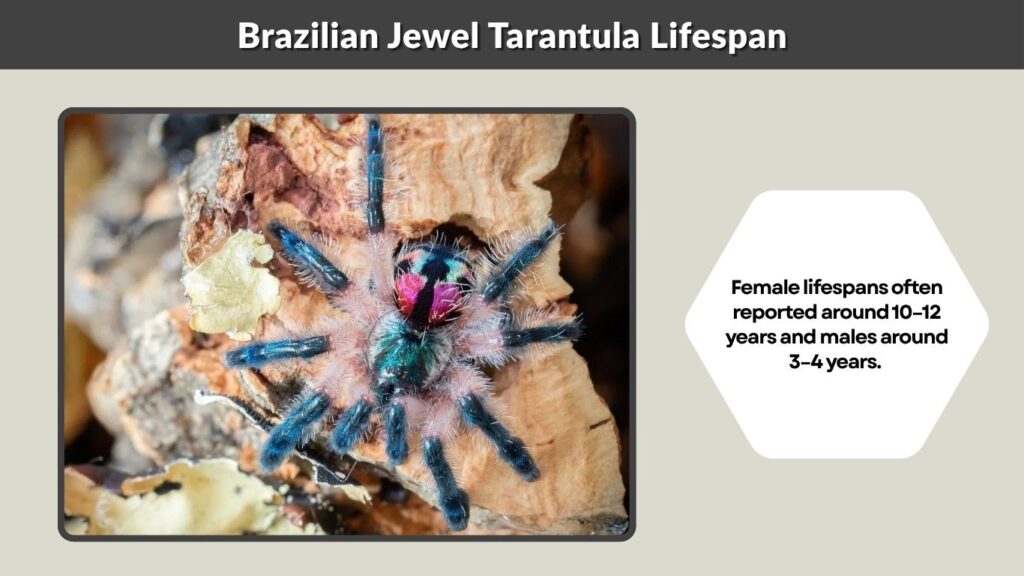 Brazilian Jewel Tarantula Lifespan