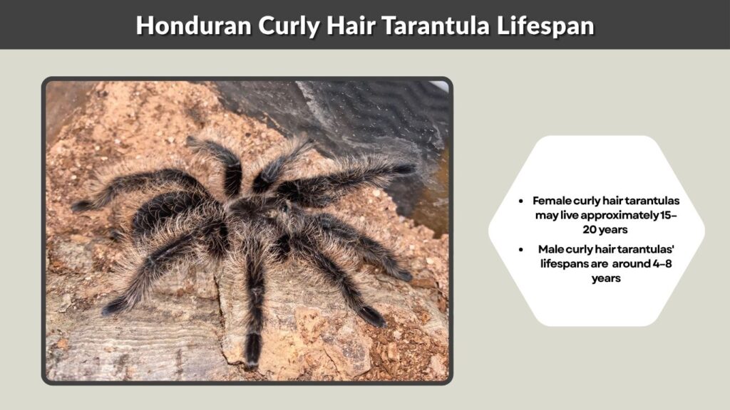 Honduran Curly Hair Tarantula Lifespan