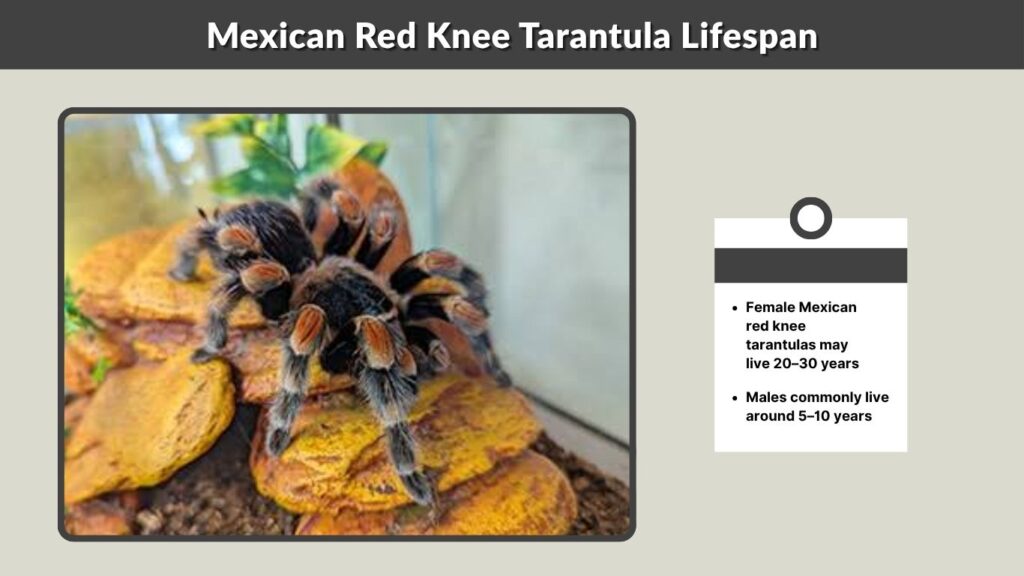 Mexican Red Knee Tarantula Lifespan
