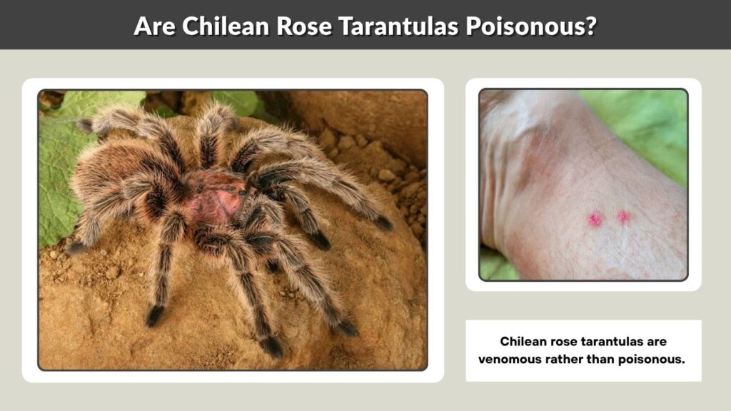 Are Chilean Rose Tarantulas Poisonous?