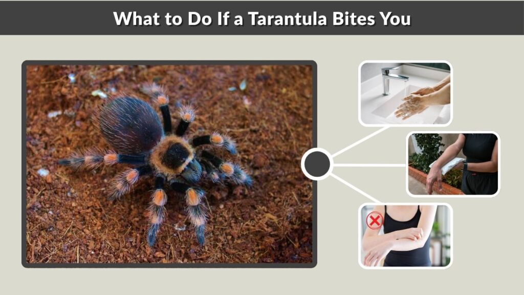 What to Do If a Tarantula Bites You