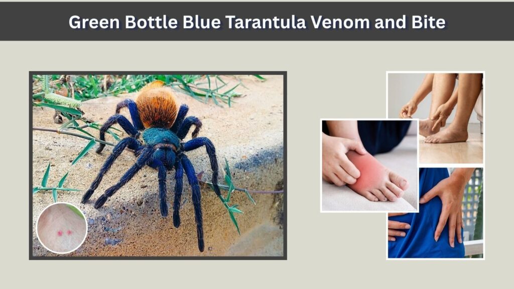 Green Bottle Blue Tarantula Venom and Bite