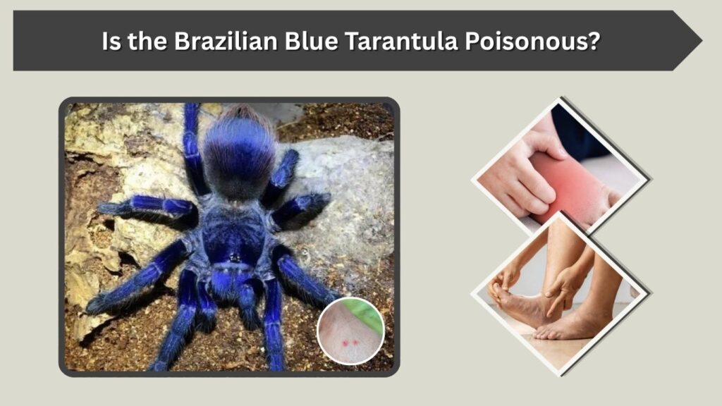 Is the Brazilian Blue Tarantula Poisonous?