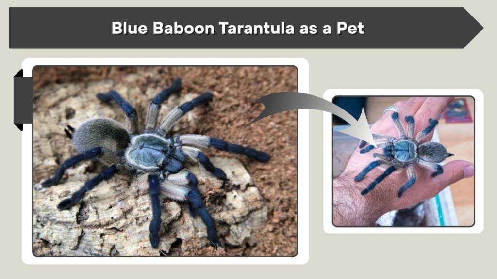 Blue Baboon Tarantula as a Pet