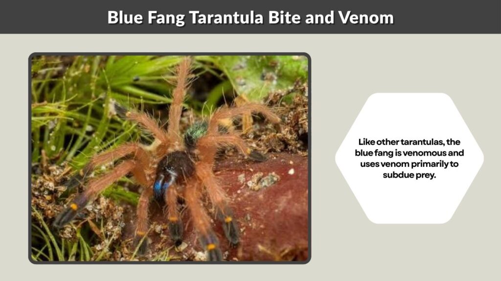 Blue Fang Tarantula Bite and Venom