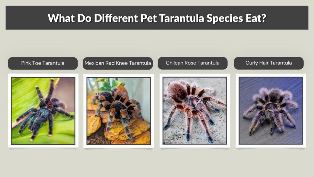 What Do Different Pet Tarantula Species Eat?