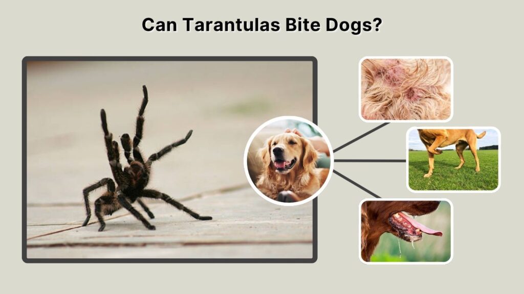 Can Tarantulas Bite Dogs?