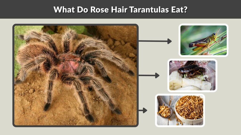 What Do Rose Hair Tarantulas Eat?