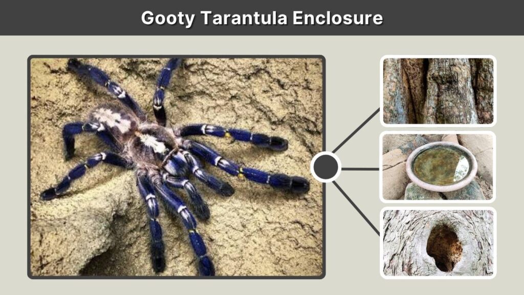 Gooty Tarantula Enclosure