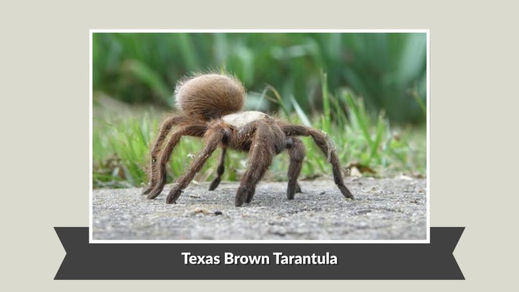 Texas Brown Tarantula