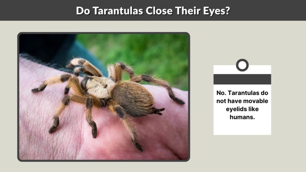 Do Tarantulas Close Their Eyes?