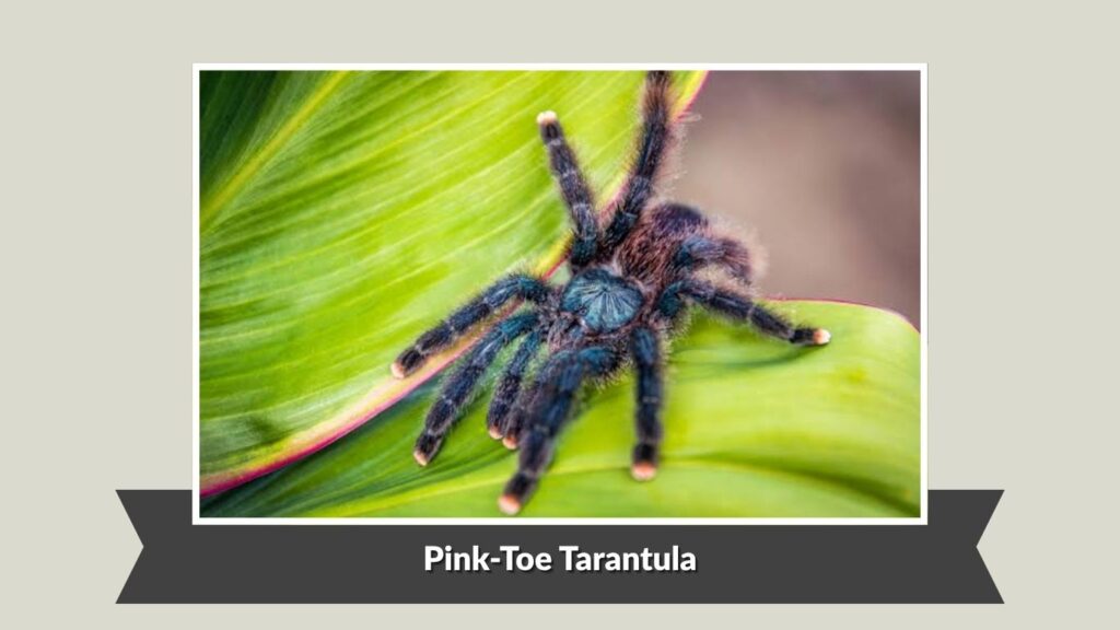 Pink-Toe Tarantula