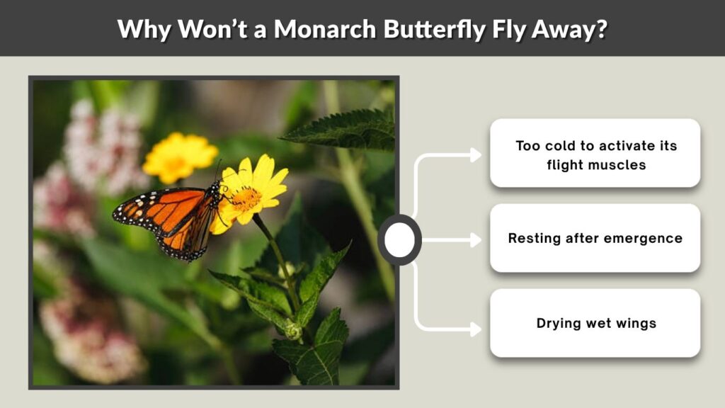 Why Won’t a Monarch Butterfly Fly Away?