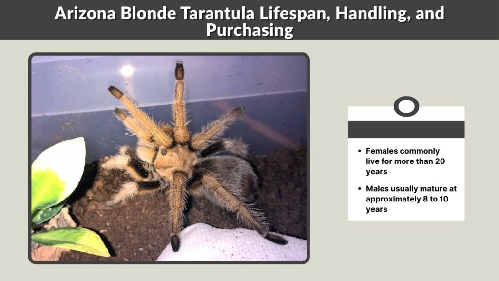 Arizona Blonde Tarantula Lifespan, Handling, and Purchasing