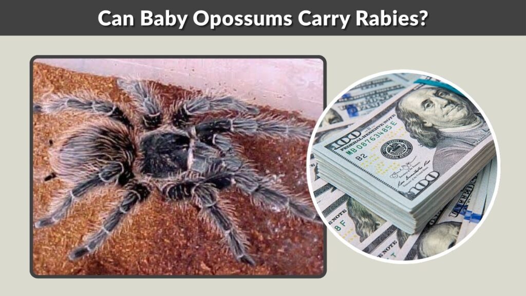 Buying a Salmon Pink Birdeater Tarantula