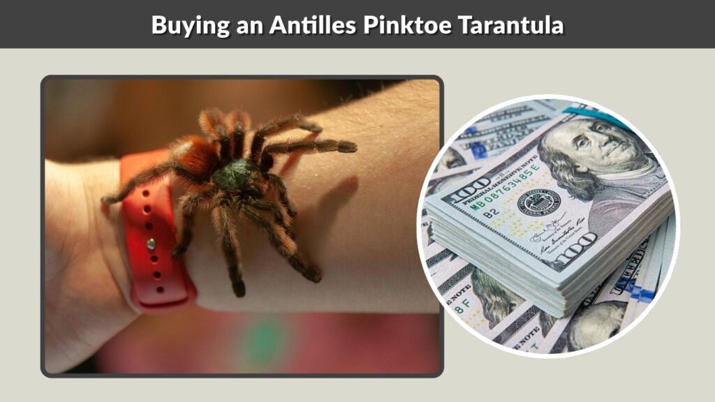 Buying an Antilles Pinktoe Tarantula