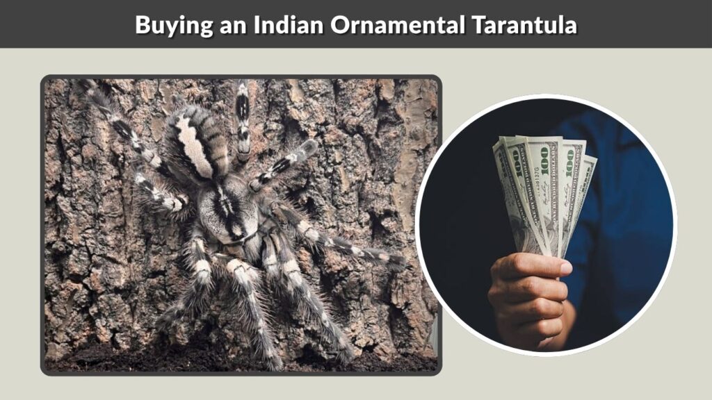 Buying an Indian Ornamental Tarantula