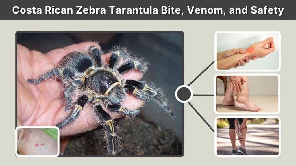 Costa Rican Zebra Tarantula Bite, Venom, and Safety