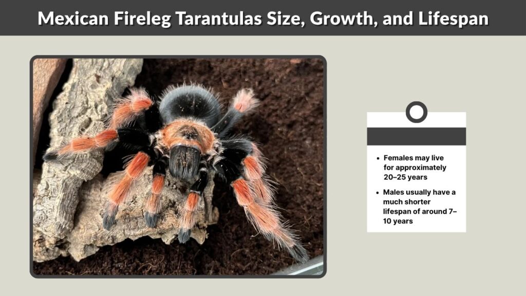Mexican Fireleg Tarantulas Size, Growth, and Lifespan
