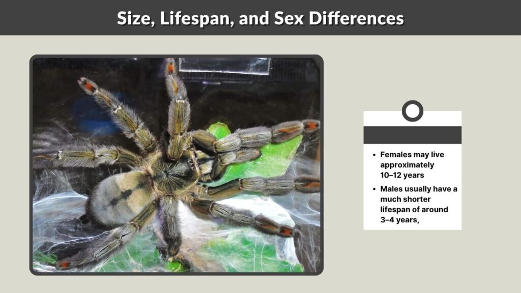 Size, Lifespan, and Sex Differences
