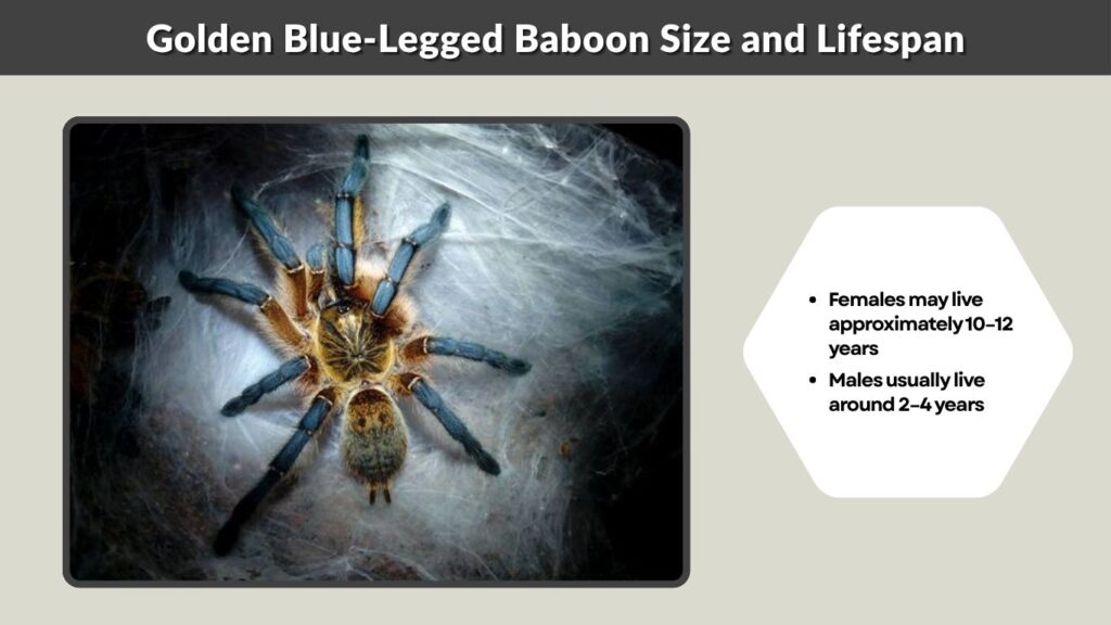 Golden Blue-Legged Baboon Size and Lifespan