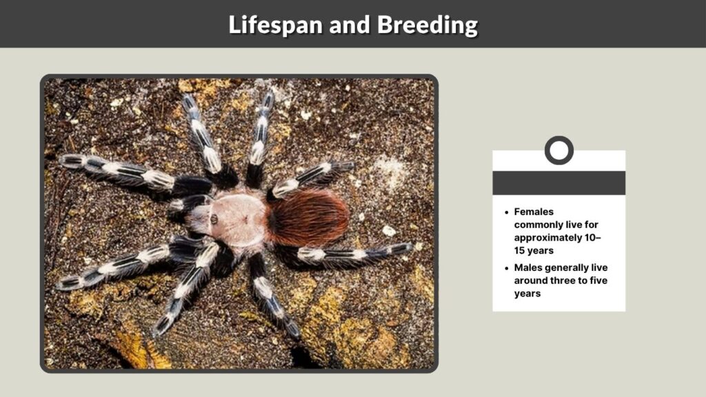 Lifespan and Breeding
