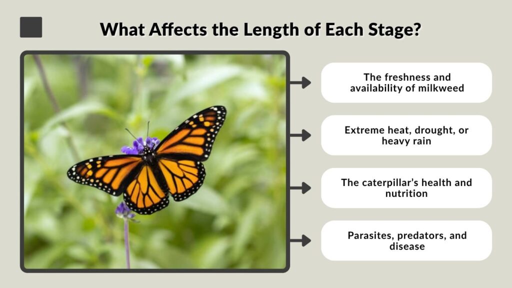 What Affects the Length of Each Stage?