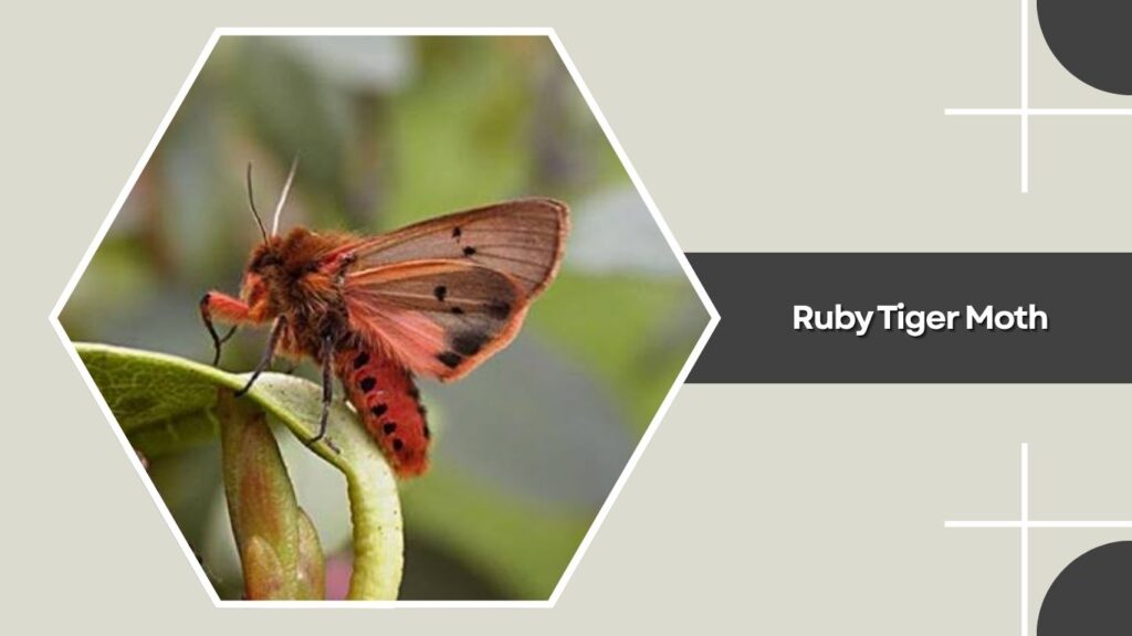 Ruby Tiger Moth