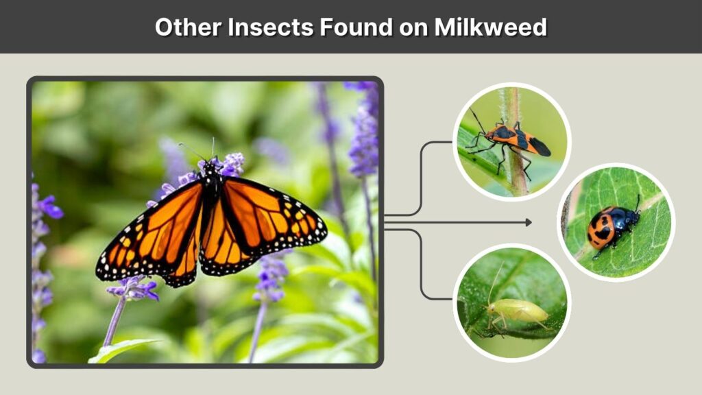Other Insects Found on Milkweed