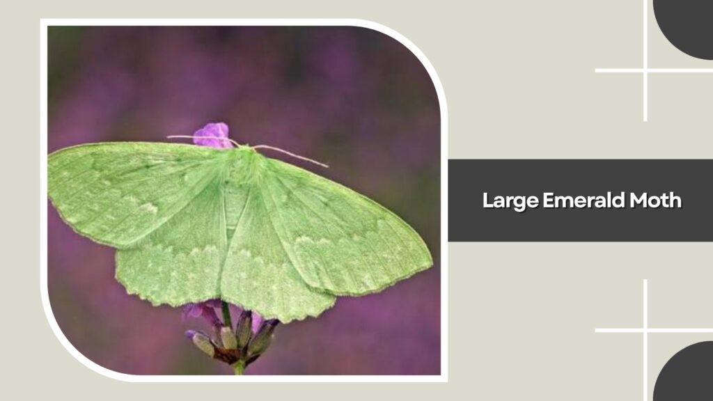 Large Emerald Moth